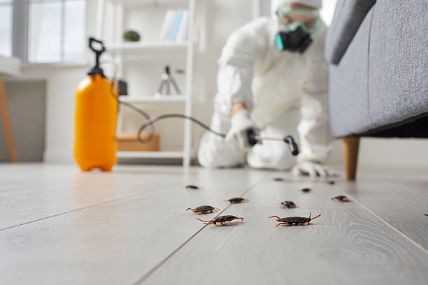 Post-Treatment Bed Bug Interceptor Monitoring in Hoboken